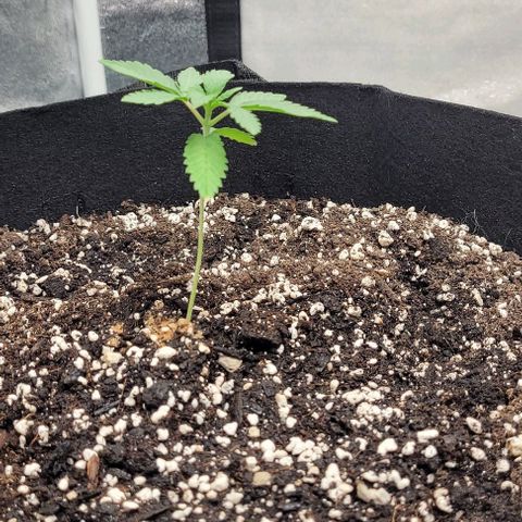 Purple honey  growlog photo: Left, left, right, right