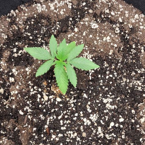 Purple honey  growlog photo: Left, left, right, right