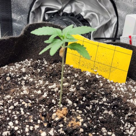 Purple honey  growlog photo: Left, left, right, right