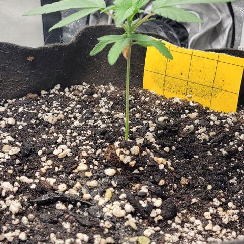 Purple honey  growlog photo: Left, left, right,  right