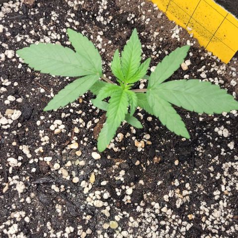 Purple honey  growlog photo: Left, left, right,  right