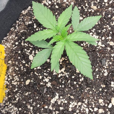 Purple honey  growlog photo: Left, left, right,  right