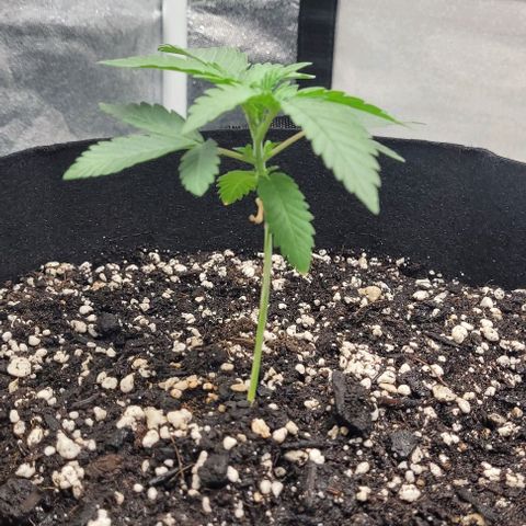 Purple honey  growlog photo: Left, left, right,  right