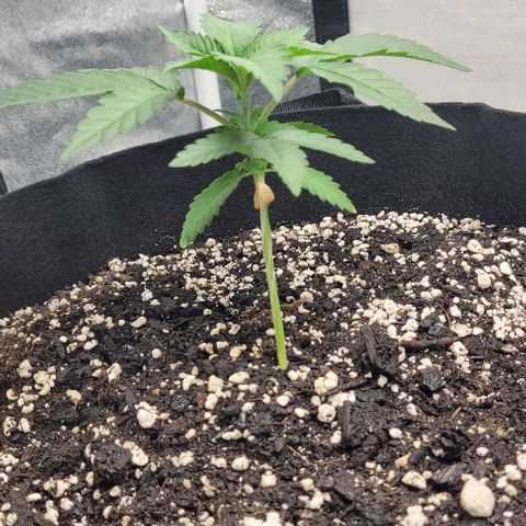 Purple honey  growlog photo: Left,left,right,right