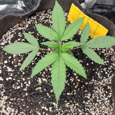 Purple honey  growlog photo: Left,left,right,right