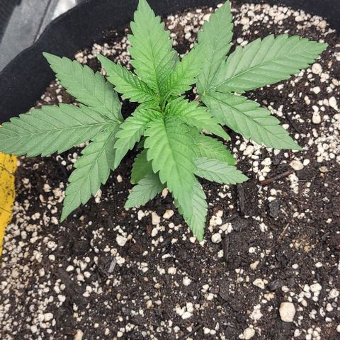 Purple honey  growlog photo: Left,left,right,right