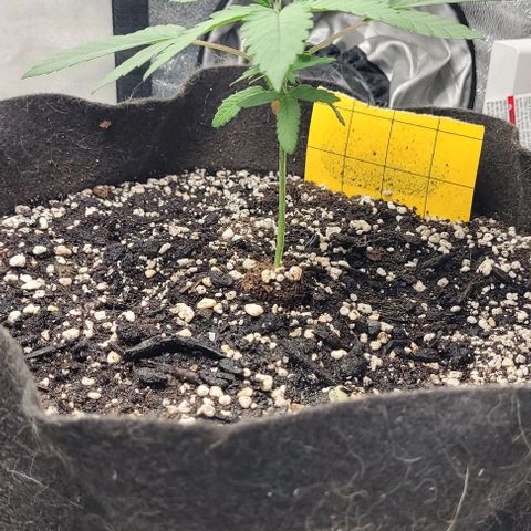 Purple honey  growlog photo: Left,left,right,right