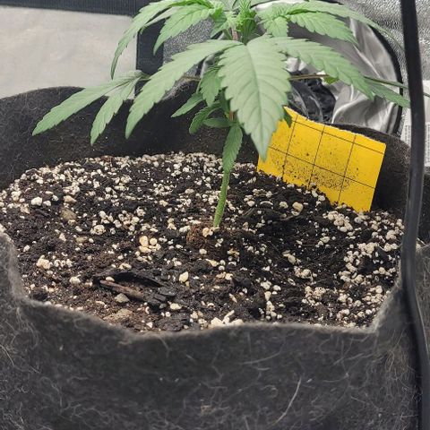 Purple honey  growlog photo: Left, right