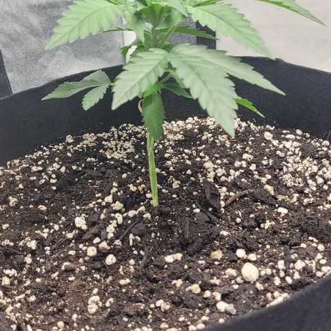 Purple honey  growlog photo: Left, right