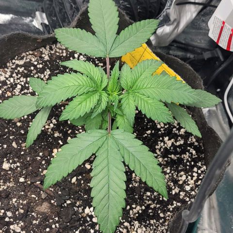Purple honey  growlog photo: Left, right