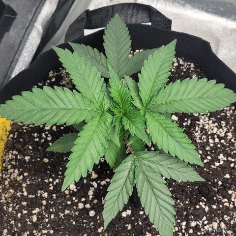 Purple honey  growlog photo: Left, right