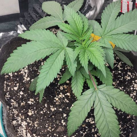 Purple honey  growlog photo: Left, right 