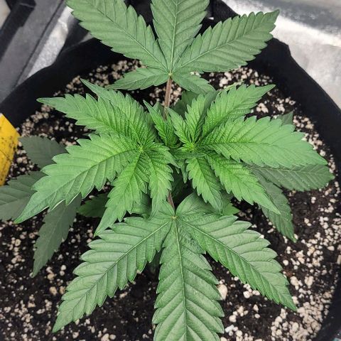 Purple honey  growlog photo: Left, right 