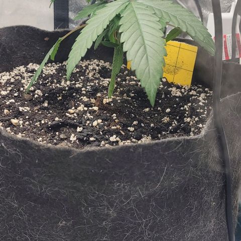Purple honey  growlog photo: Left, right 