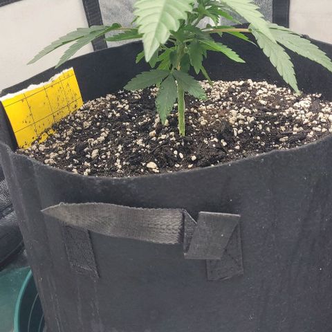 Purple honey  growlog photo: Left, right 