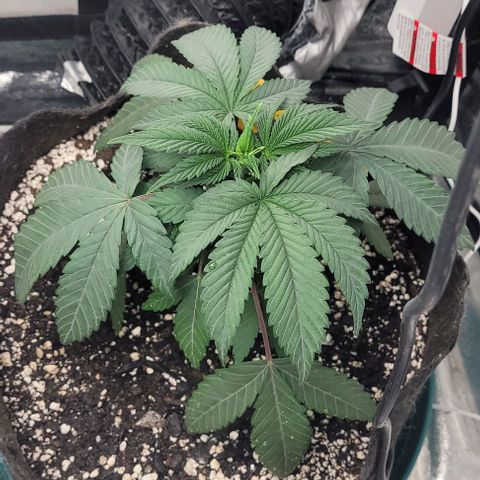Purple honey  growlog photo: Left, right