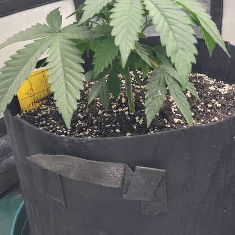Purple honey  growlog photo: Left, right