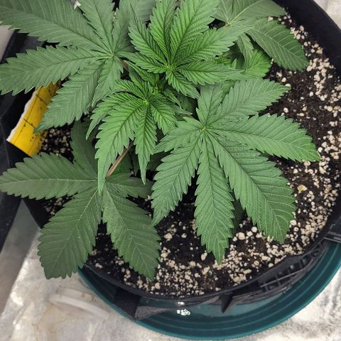 Purple honey  growlog photo: Left, right