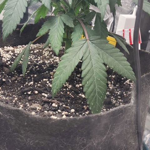 Purple honey  growlog photo: Left, right