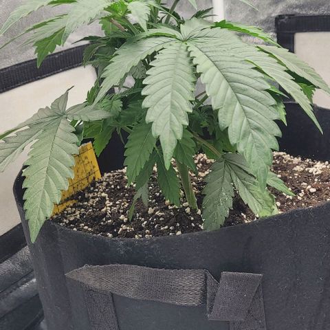 Purple honey  growlog timeline photo