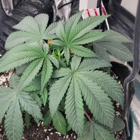 Purple honey  growlog timeline photo