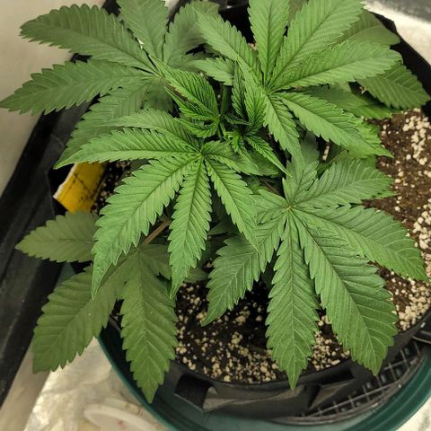 Purple honey  growlog timeline photo
