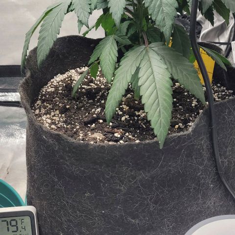 Purple honey  growlog timeline photo