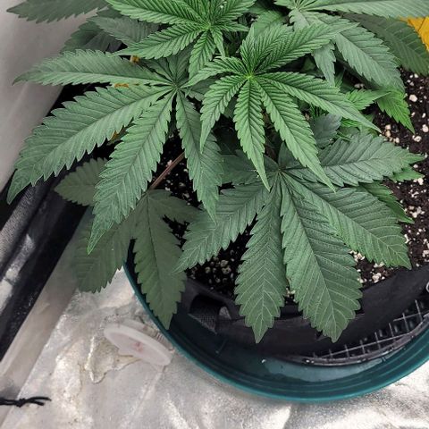 Purple honey  growlog photo: Left, right