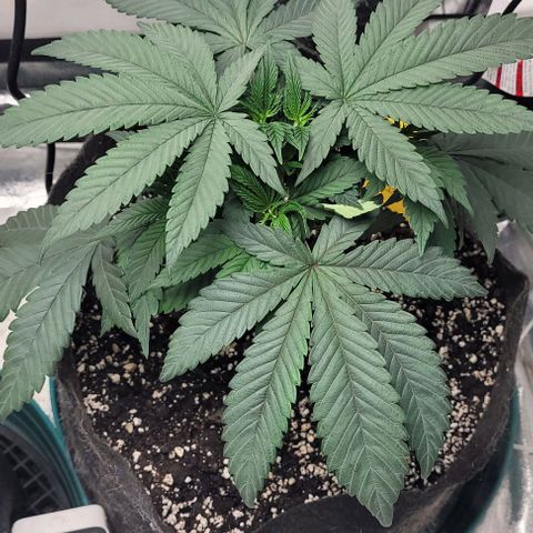 Purple honey  growlog photo: Left, right