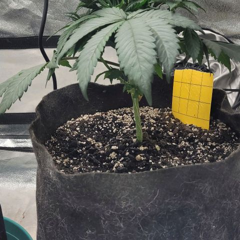 Purple honey  growlog photo: Left, right