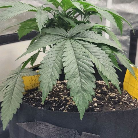 Purple honey  growlog photo: Left, right