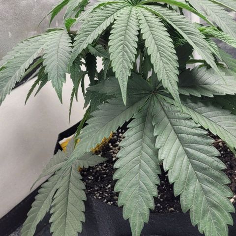 Purple honey  growlog photo: Left, right