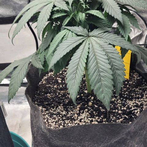 Purple honey  growlog photo: Left, right