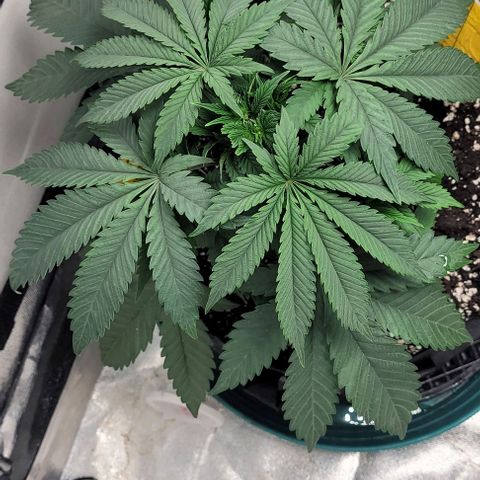 Purple honey  growlog photo: Left, right