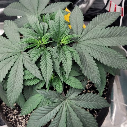 Purple honey  growlog photo: Left, right