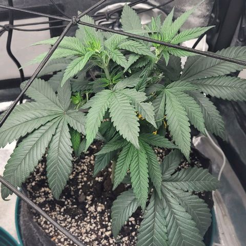 Purple honey  growlog photo: Left right 