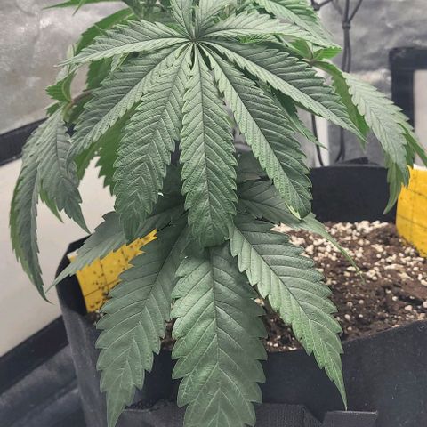 Purple honey  growlog photo: Left right 
