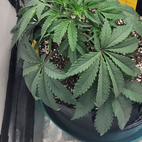 Purple honey  growlog photo: Left right 