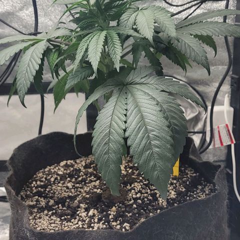 Purple honey  growlog photo: Left right 
