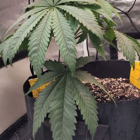Purple honey  growlog photo: Left, right 