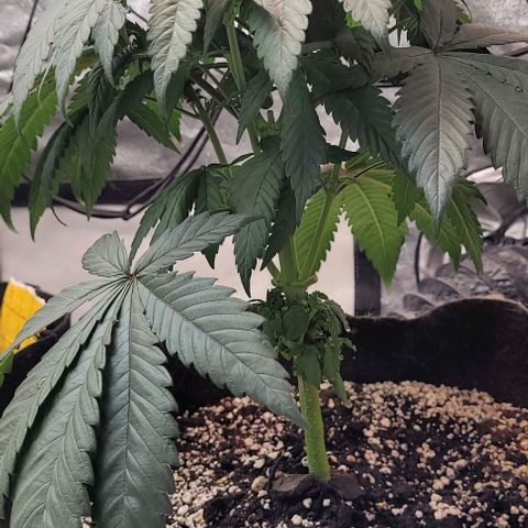 Purple honey  growlog photo: Left, right 