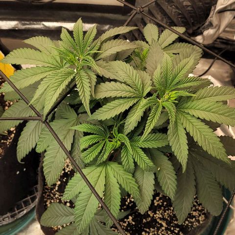 Purple honey  growlog photo: Left, right 
