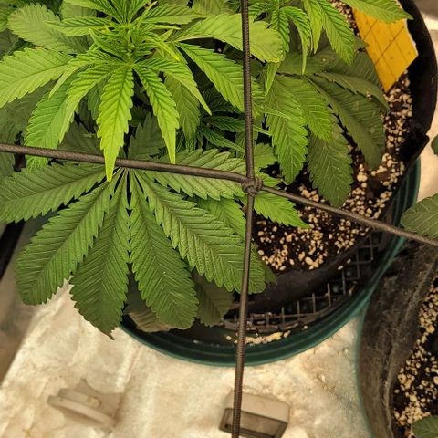 Purple honey  growlog photo: Left, right 