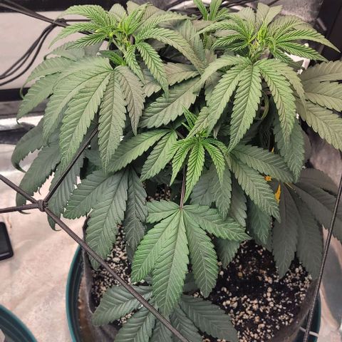 Purple honey  growlog photo: Left, right