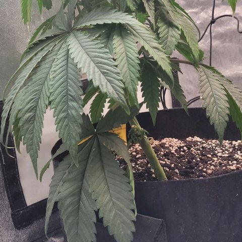 Purple honey  growlog photo: Left, right