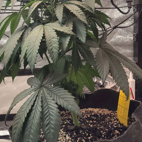 Purple honey  growlog photo: Left, right