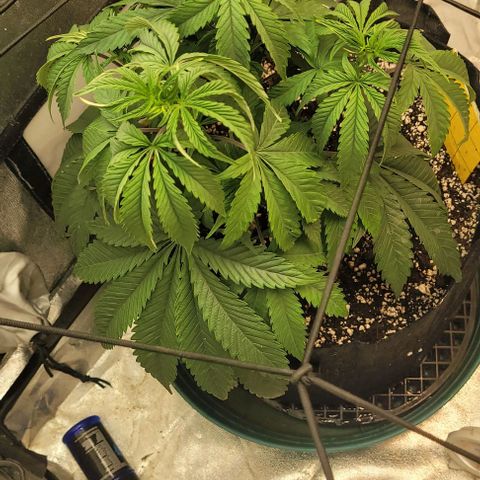 Purple honey  growlog photo: Left, right
