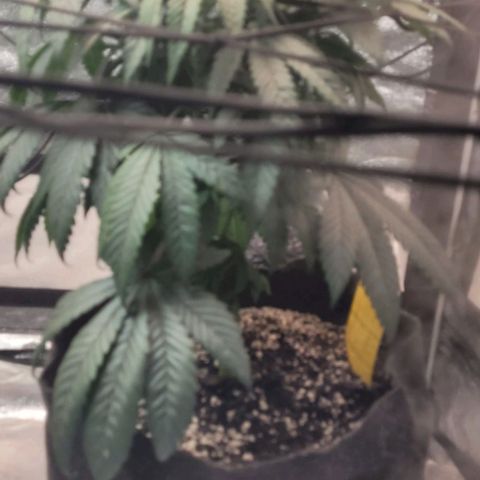 Purple honey  growlog photo: Left right