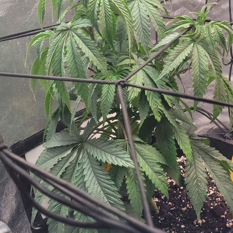 Purple honey  growlog photo: Left right