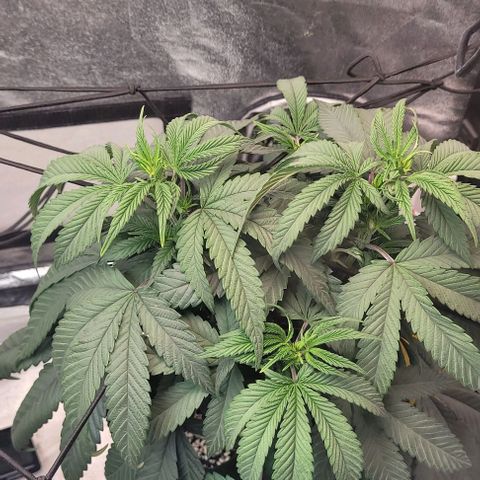 Purple honey  growlog photo: Left right